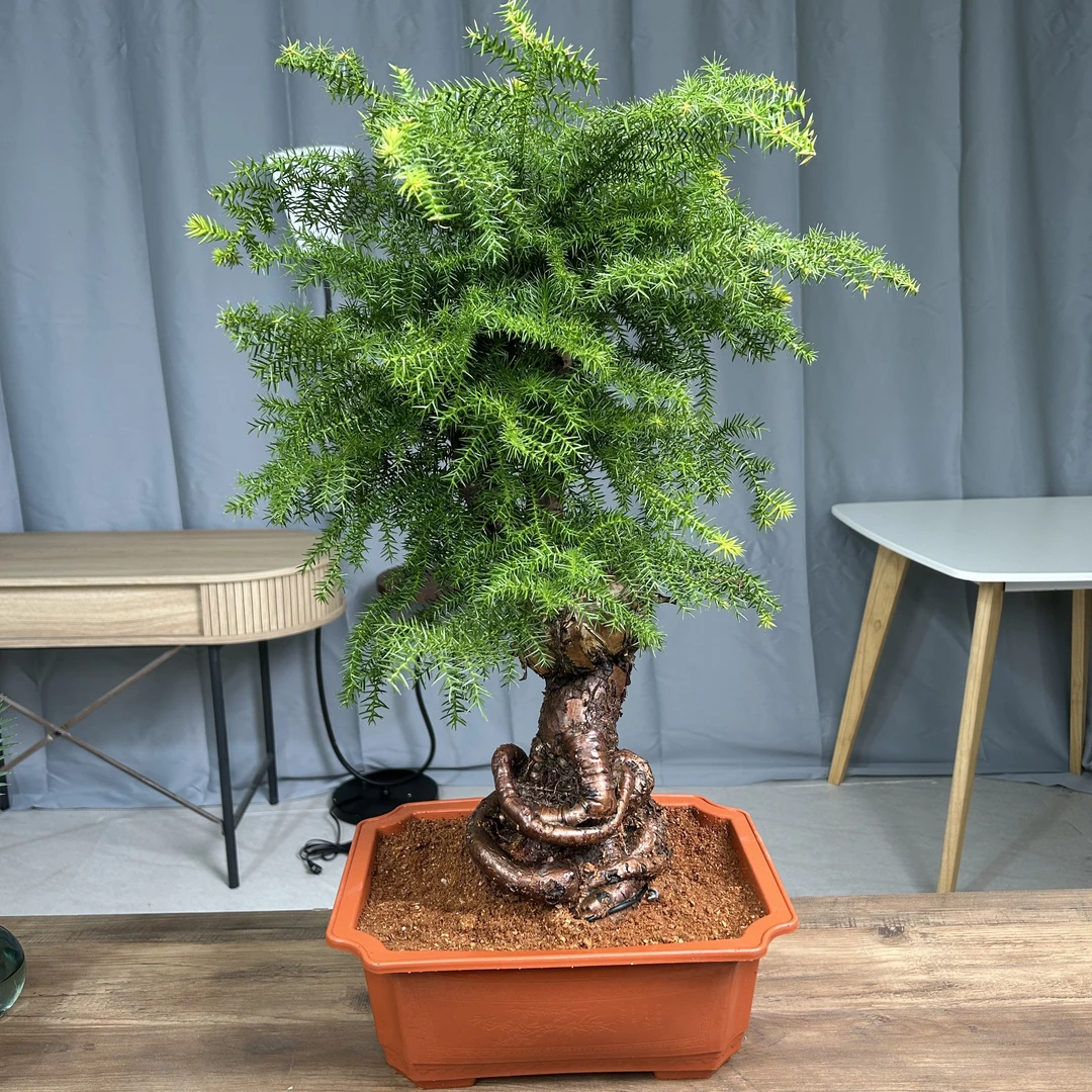 澳洲杉盆景不老松盆栽室内外好养植物四季常青绿植