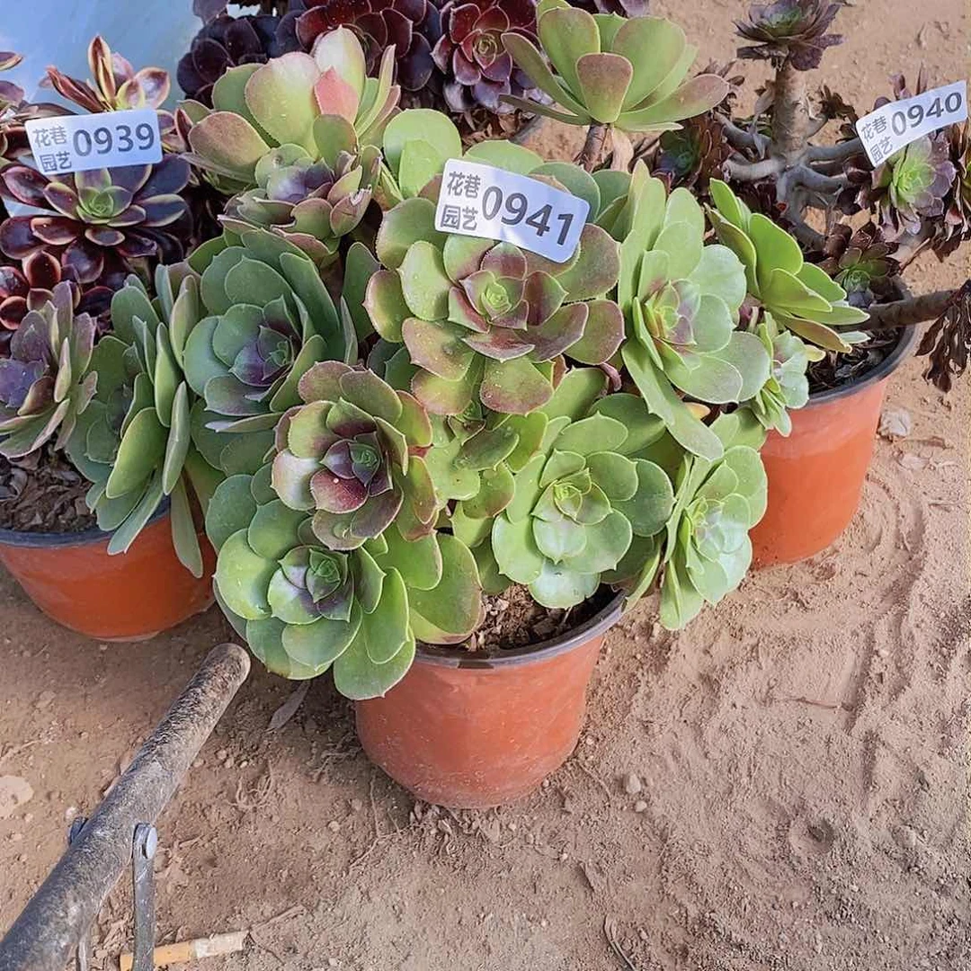 941 号一物一拍20包邮年后发货