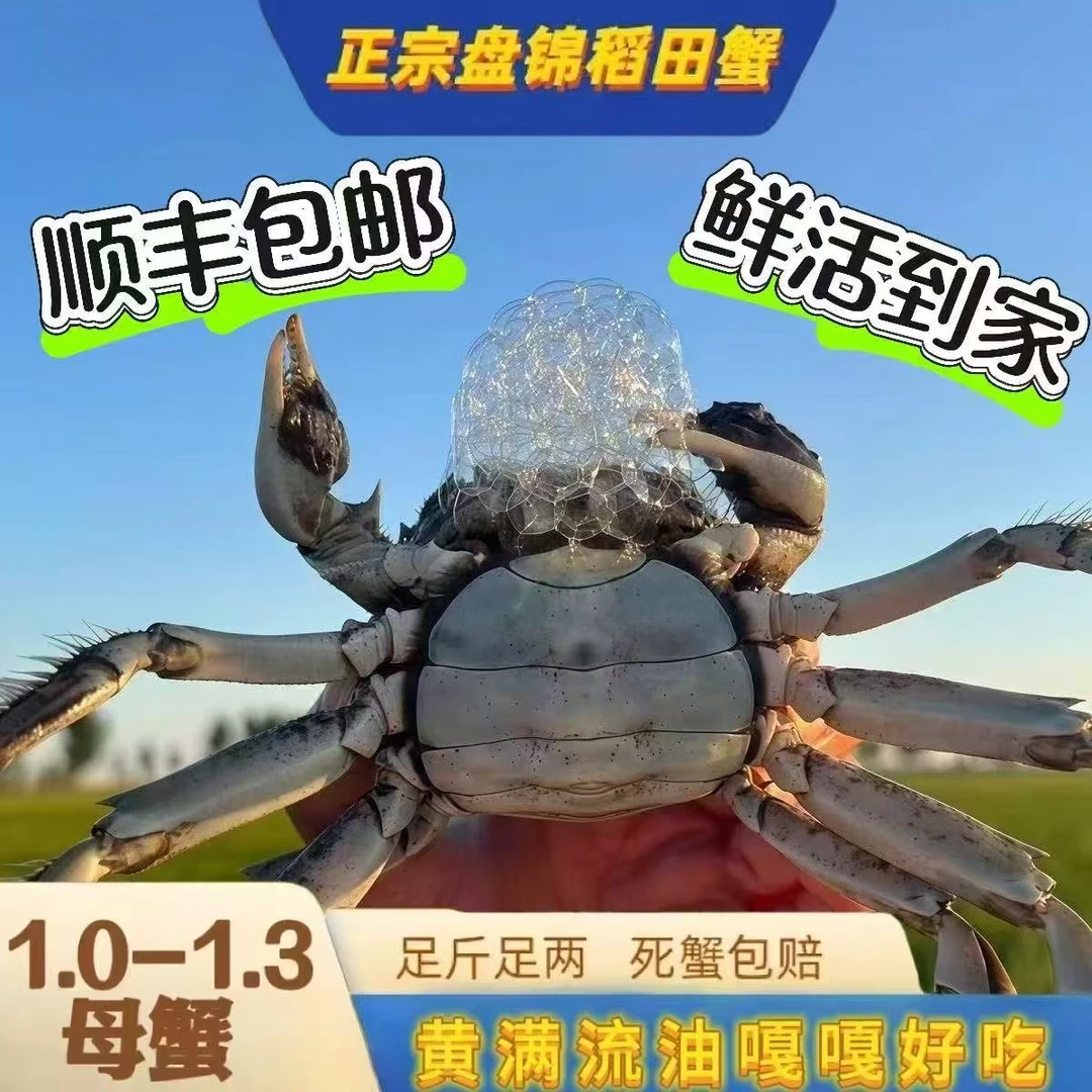 【活蟹】河蟹1-1.3两母蟹2斤19-20只