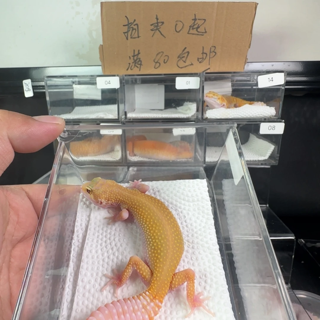 豹纹守宫无纹红眼暴龙妹妹斗鸡眼