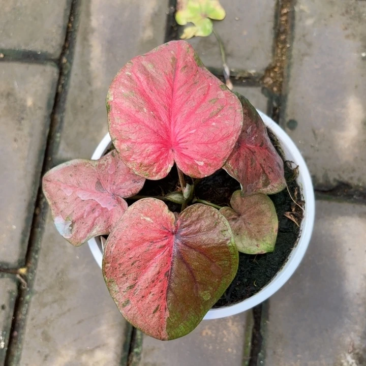 粉色毒药泰国彩叶芋02-0709