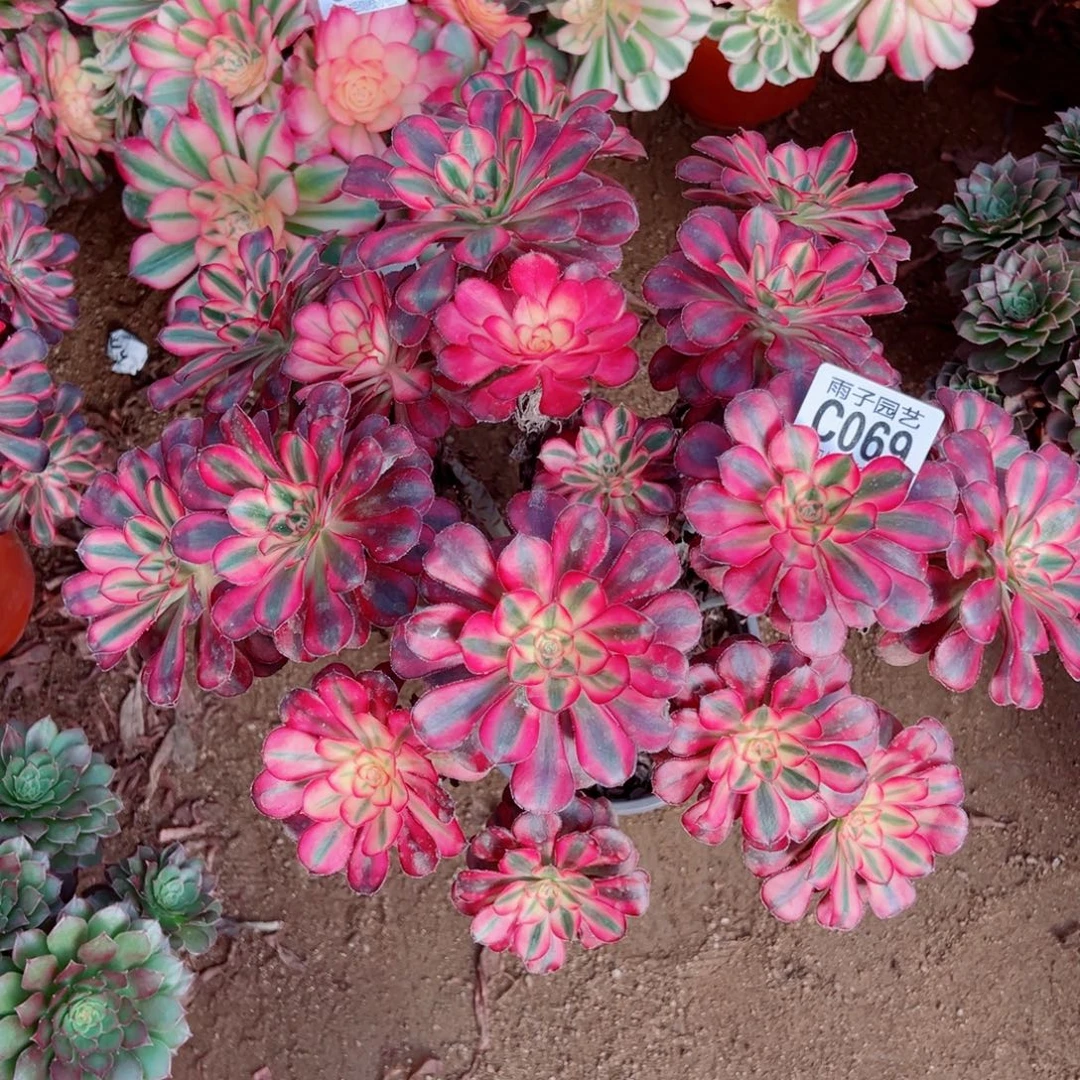 069丽娜雨子多肉植物