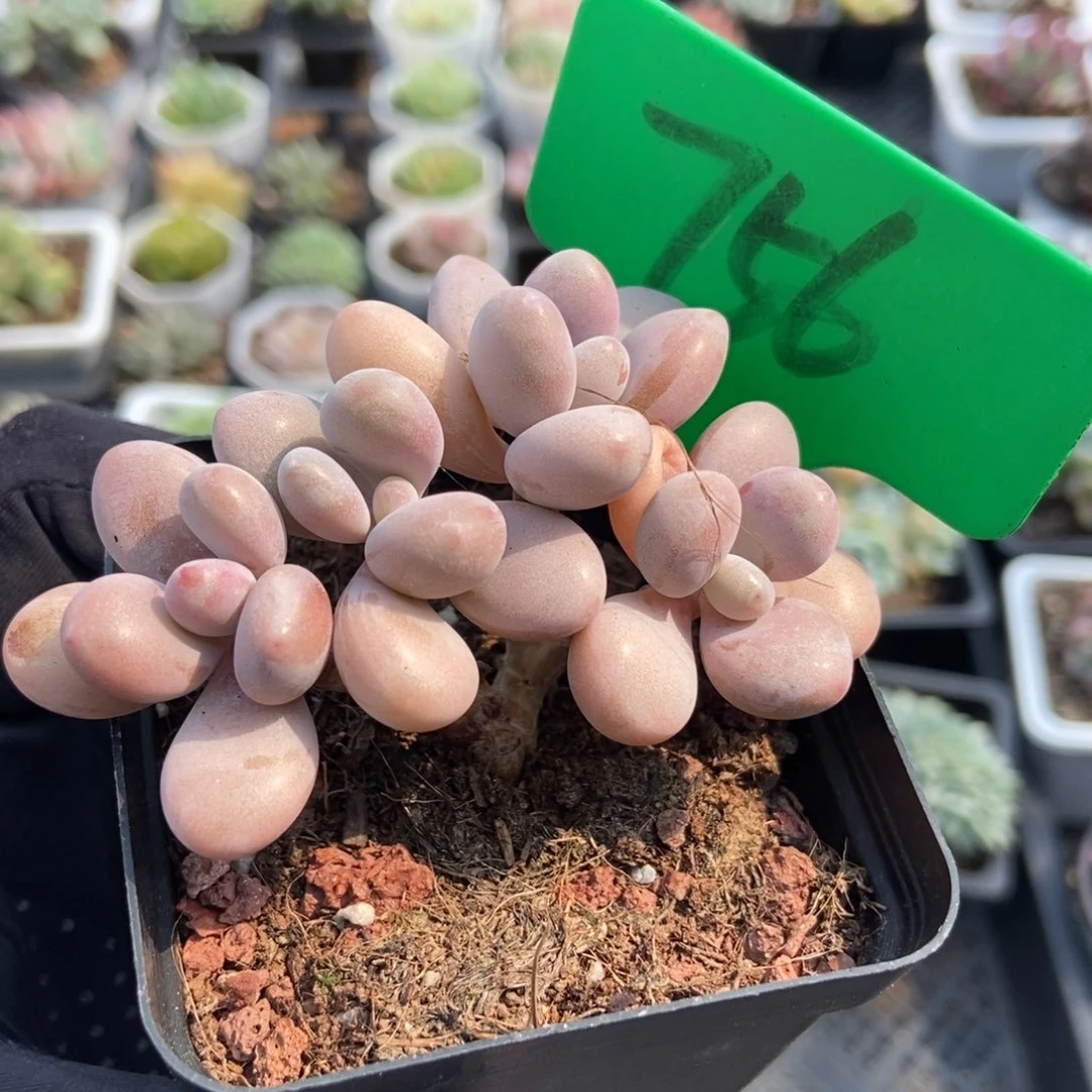 756水光针桃蛋多肉植物保护