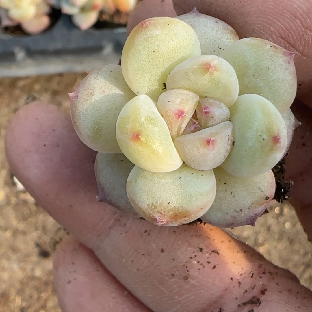 小卡拉米糖心一物一拍