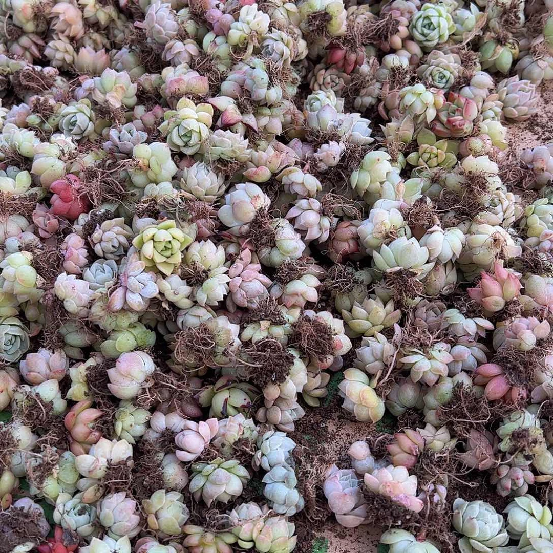 饭盒保底50颗2.5量拍