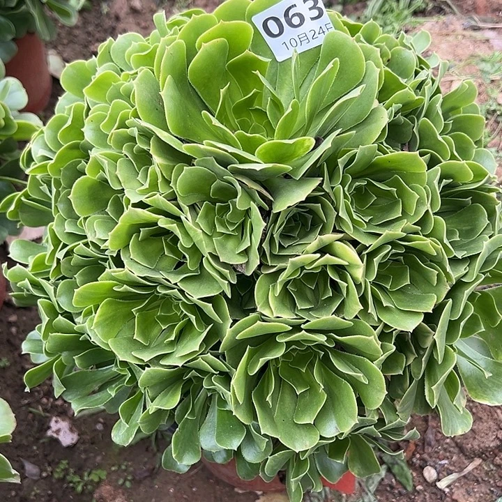 平***福10.24-63绿杨蓉多肉0