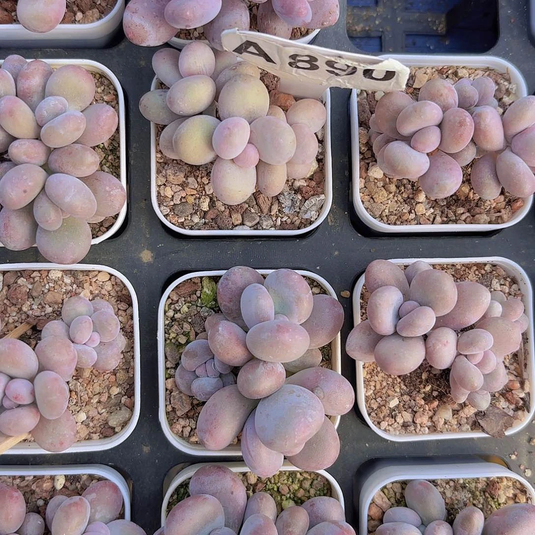 静*A890奶酪一物一拍