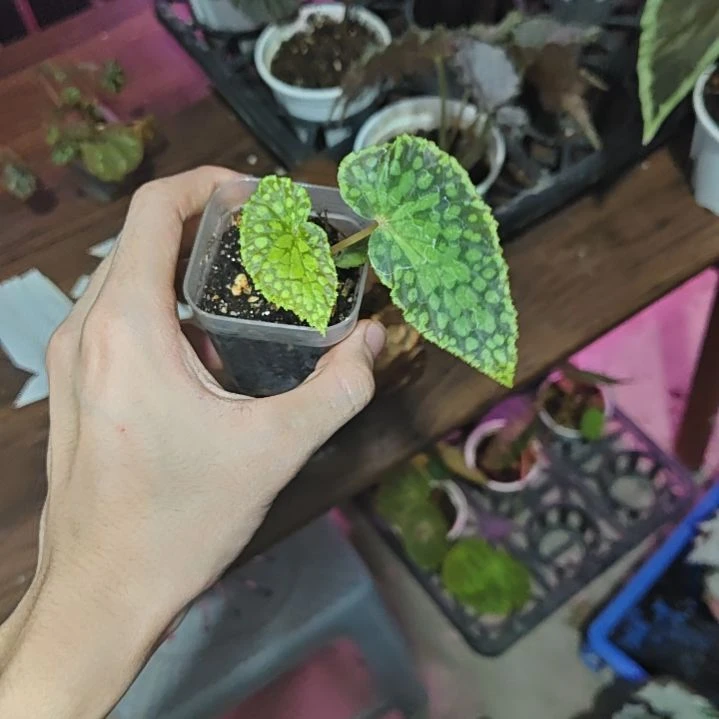 绿泡秋海棠一物一拍