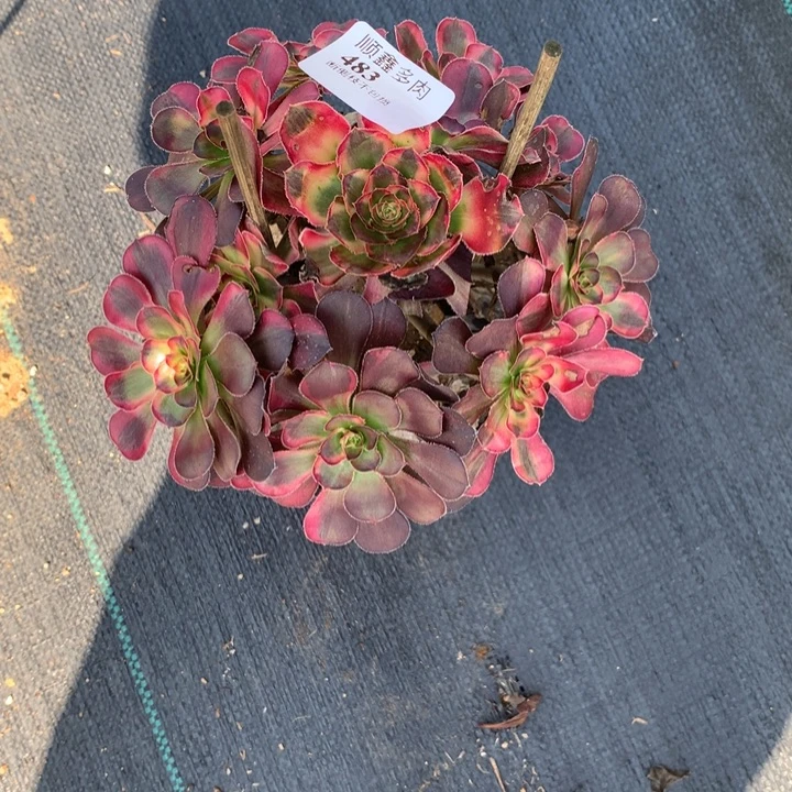 弘***选483花蝴蝶多肉植物特价