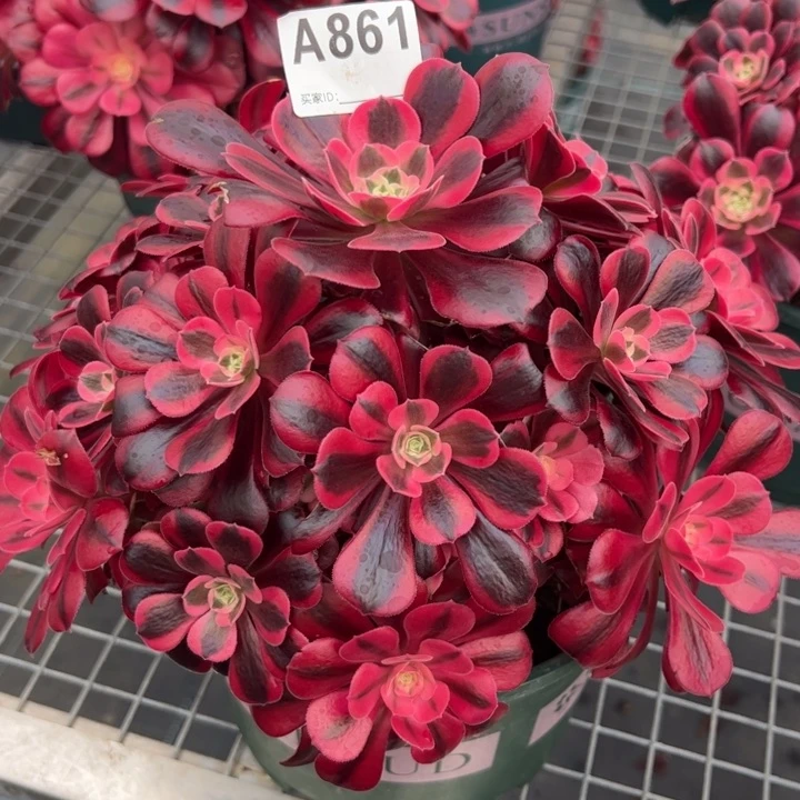 861美杜莎25厘米左右多肉