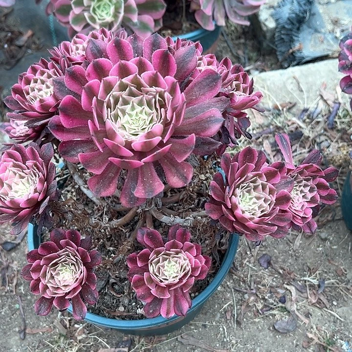 0054红同白多肉植物保护