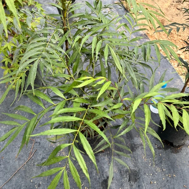 黄连属柳叶十大功劳/土干浇水/耐寒耐热耐阴/不暴晒/种子播的