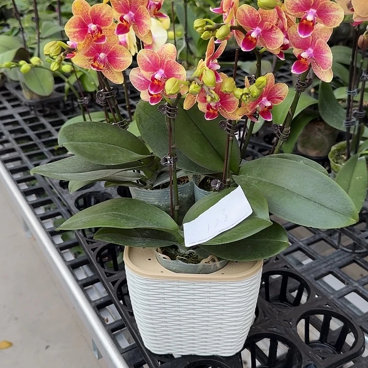 大部分开放少量花苞组盆