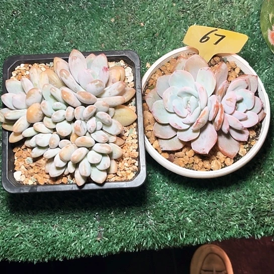 三明冶67号码牌子的话题