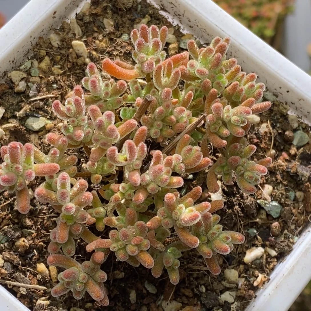 冰晶杂枝干番杏A523