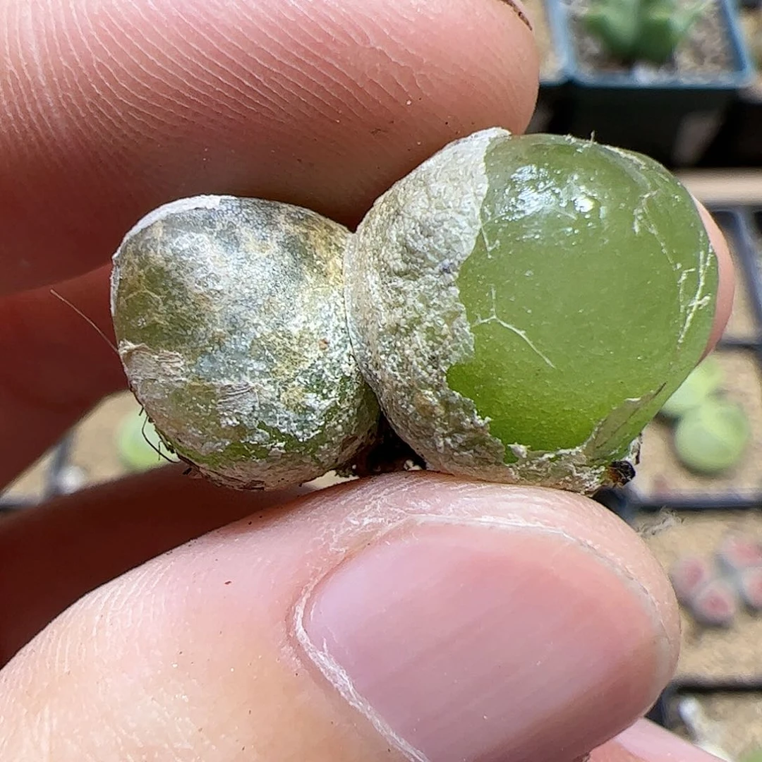 【闪购商品】371 灯泡