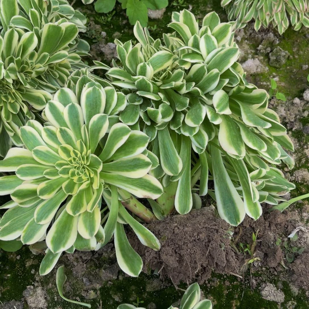绿豆沙缀多肉植物捧花的