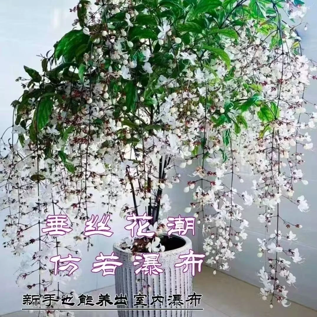 风车茉莉爬藤植物阳台盆栽好养络石藤垂丝爬藤花卉盆栽养四季开花