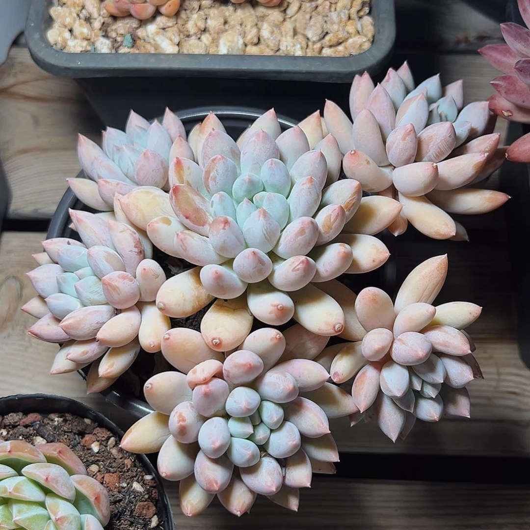 7-19-12精控所罗门