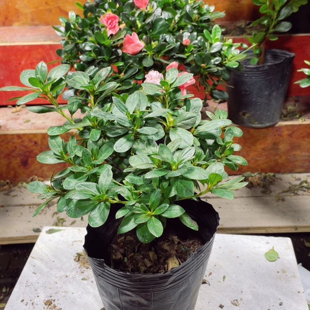 完全开放五宝杜鹃花