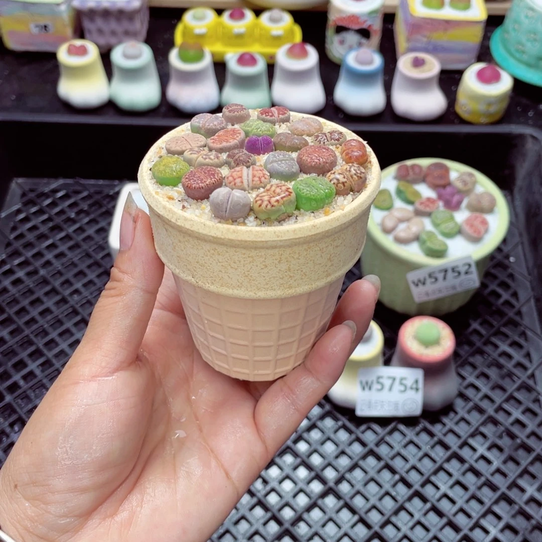 w5755 带盆土发货一物一拍