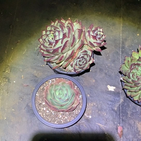 重*属美肉特价活动开始啦