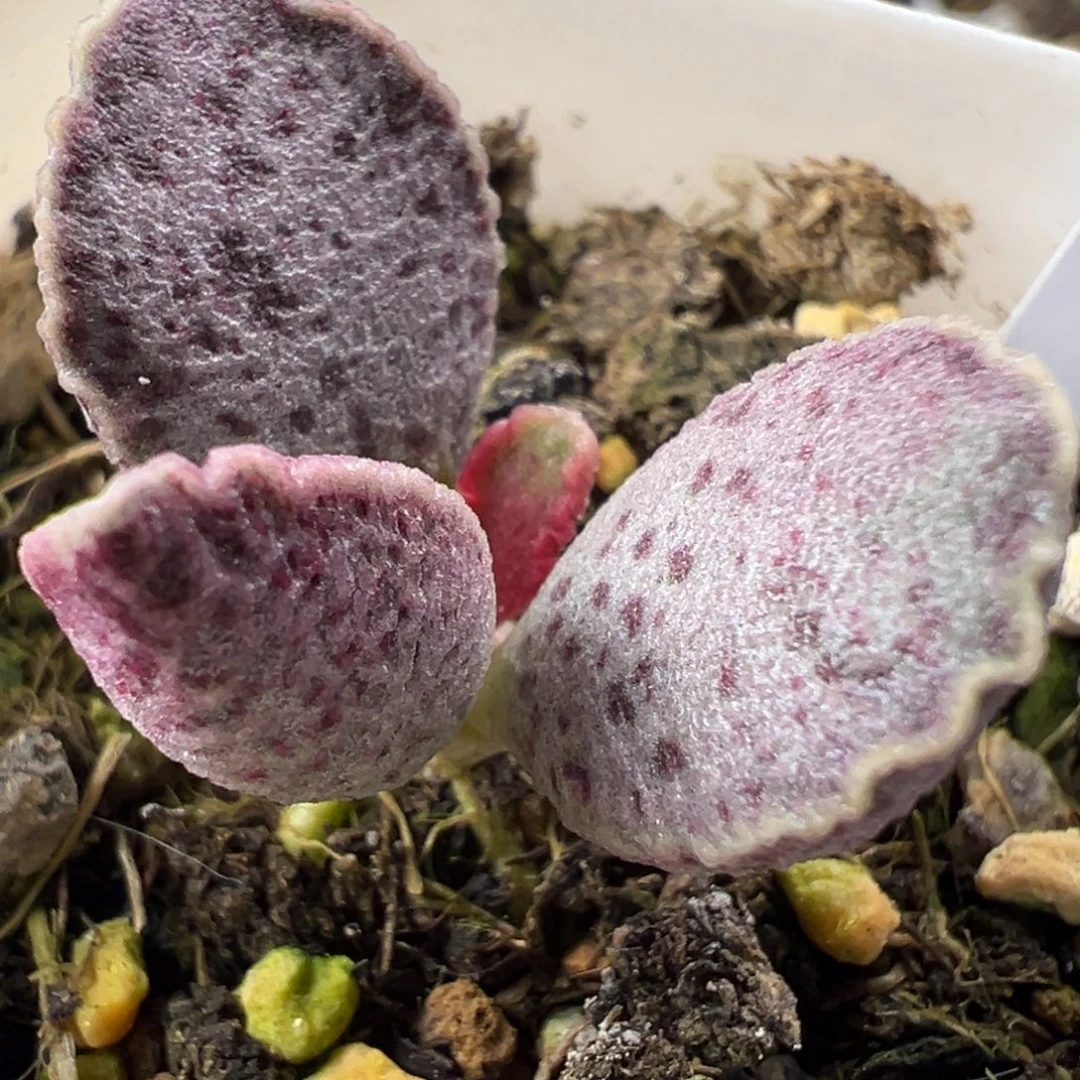 粉紫花斑水波纹实生新品