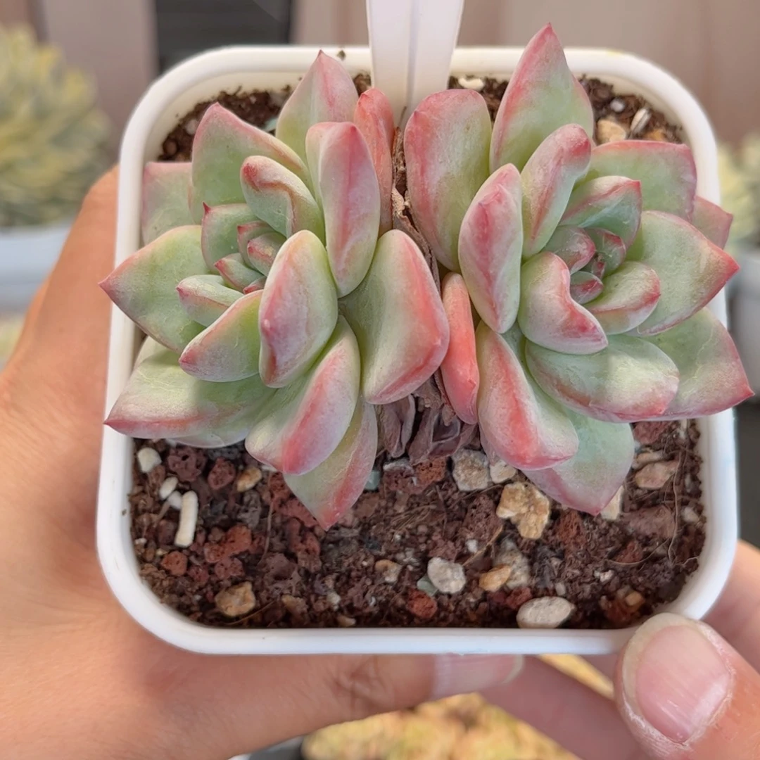 ****）多肉植物3289…………..