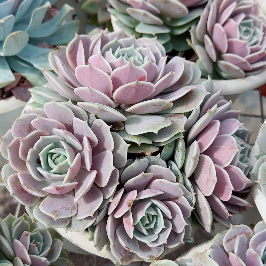 露娜莲多头大盆群老桩特价