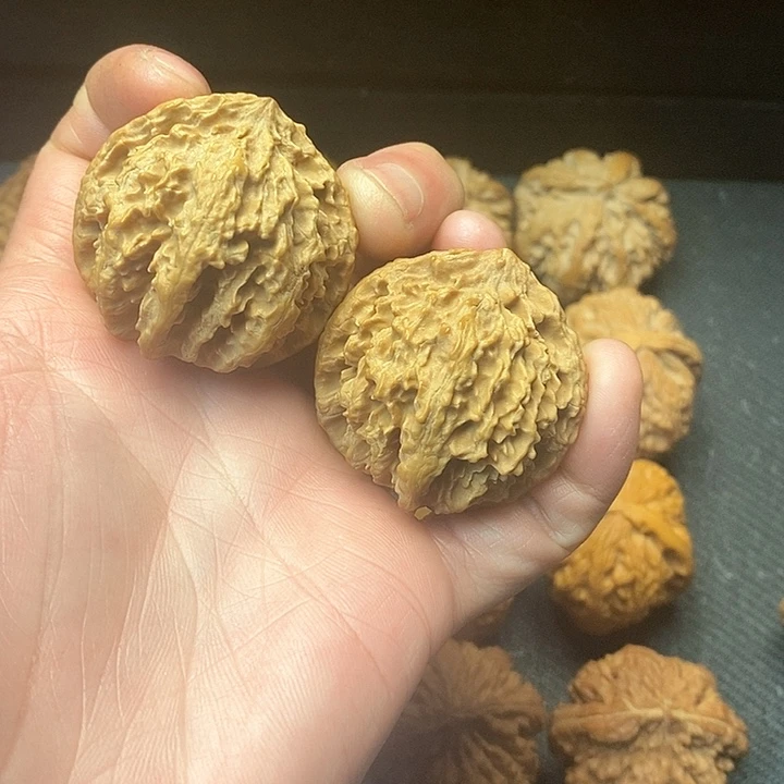 我是一只小小鸟的小猫