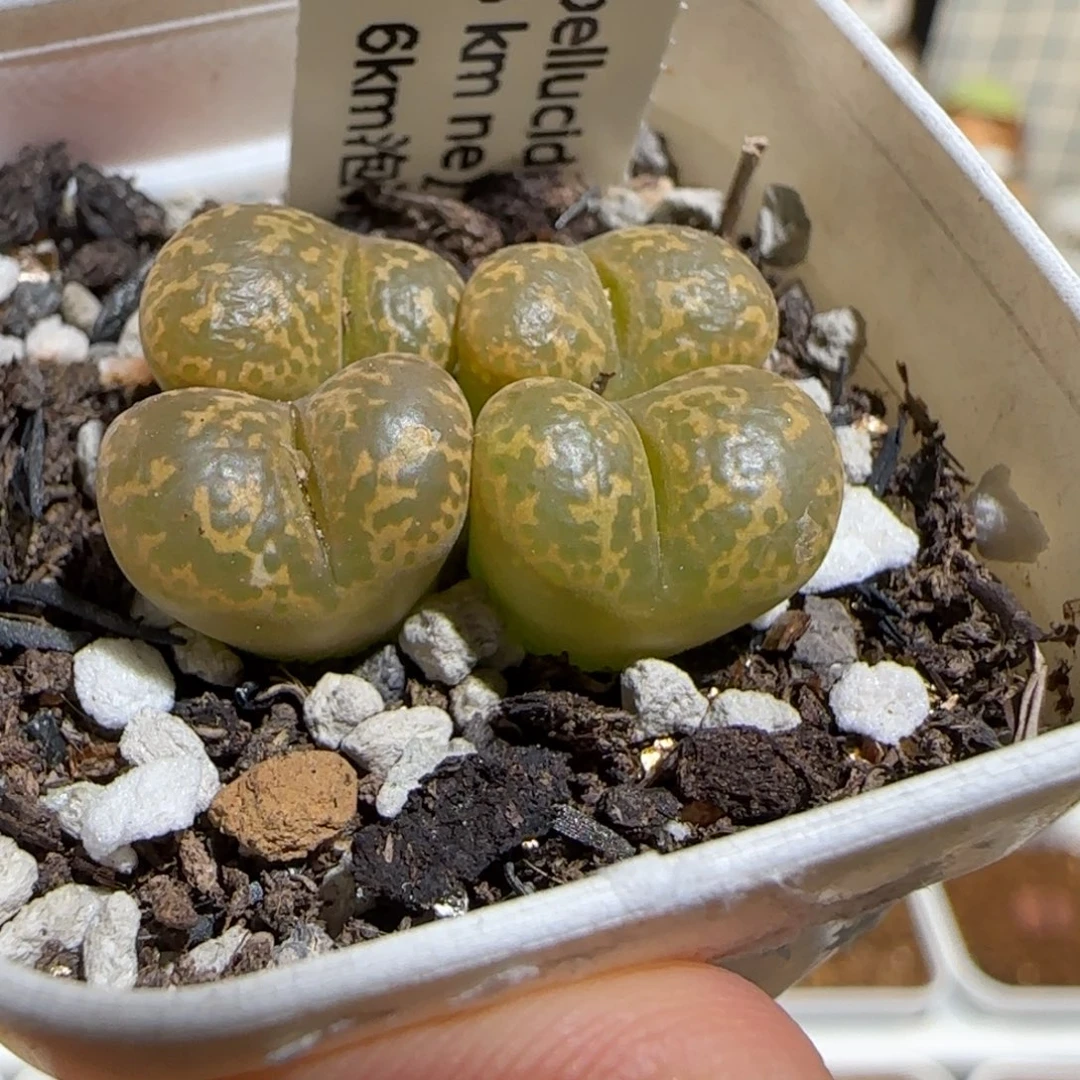 肉锥多肉植物组合-勋章1413