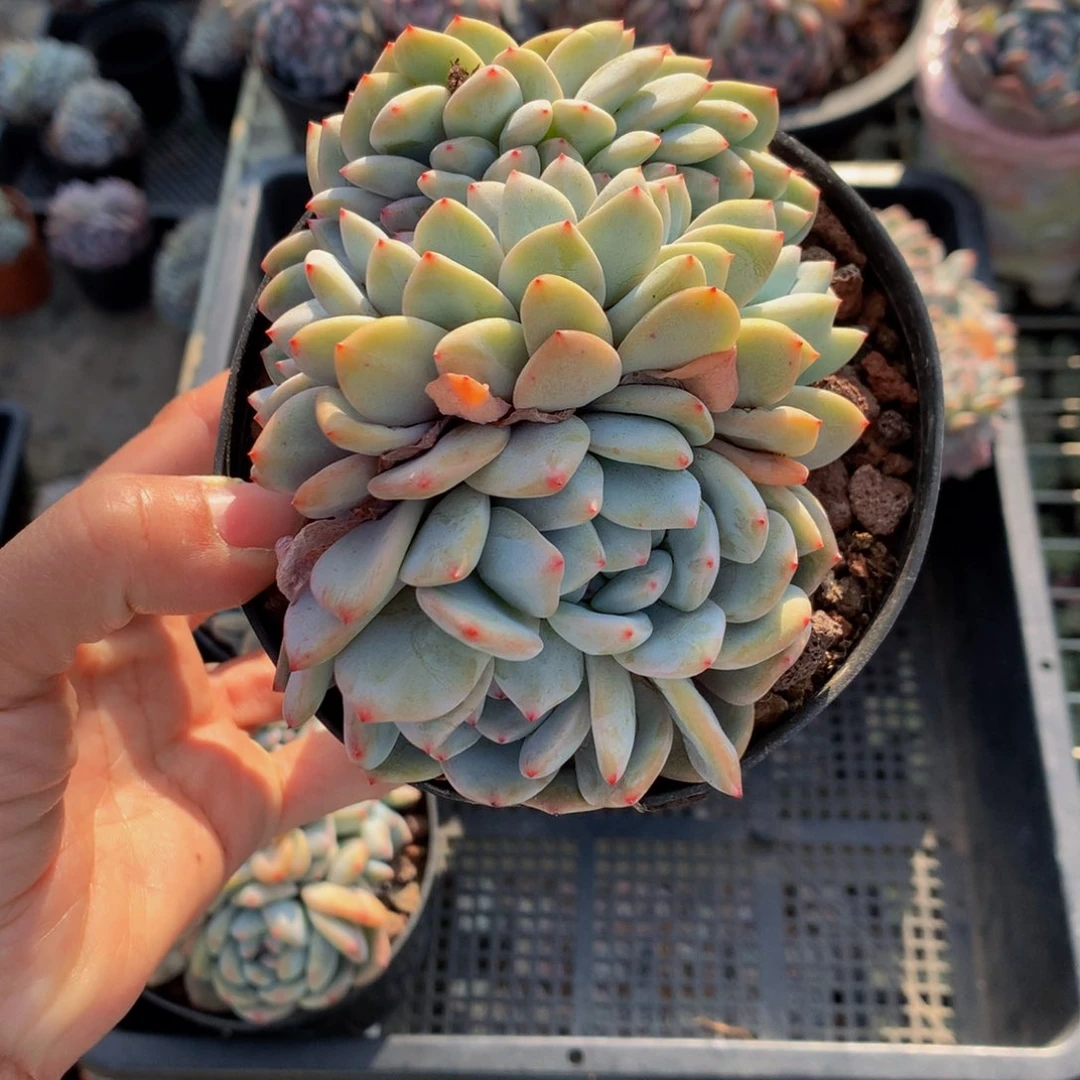 晓*308end嗯嗯嗯嗯希望以后一定可以