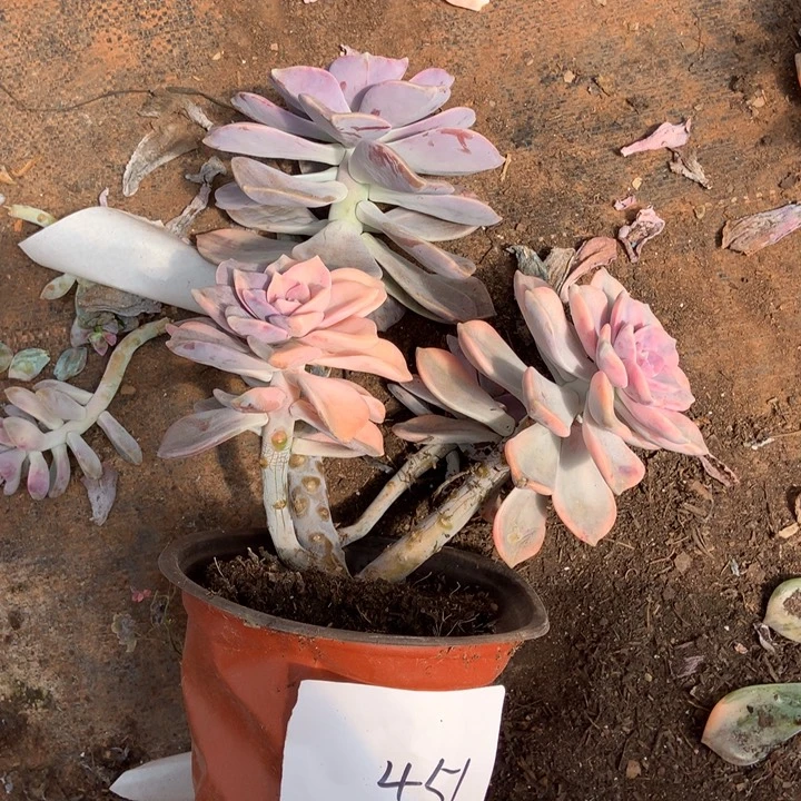 晚***禾紫乐锦451 晓晓一物一拍