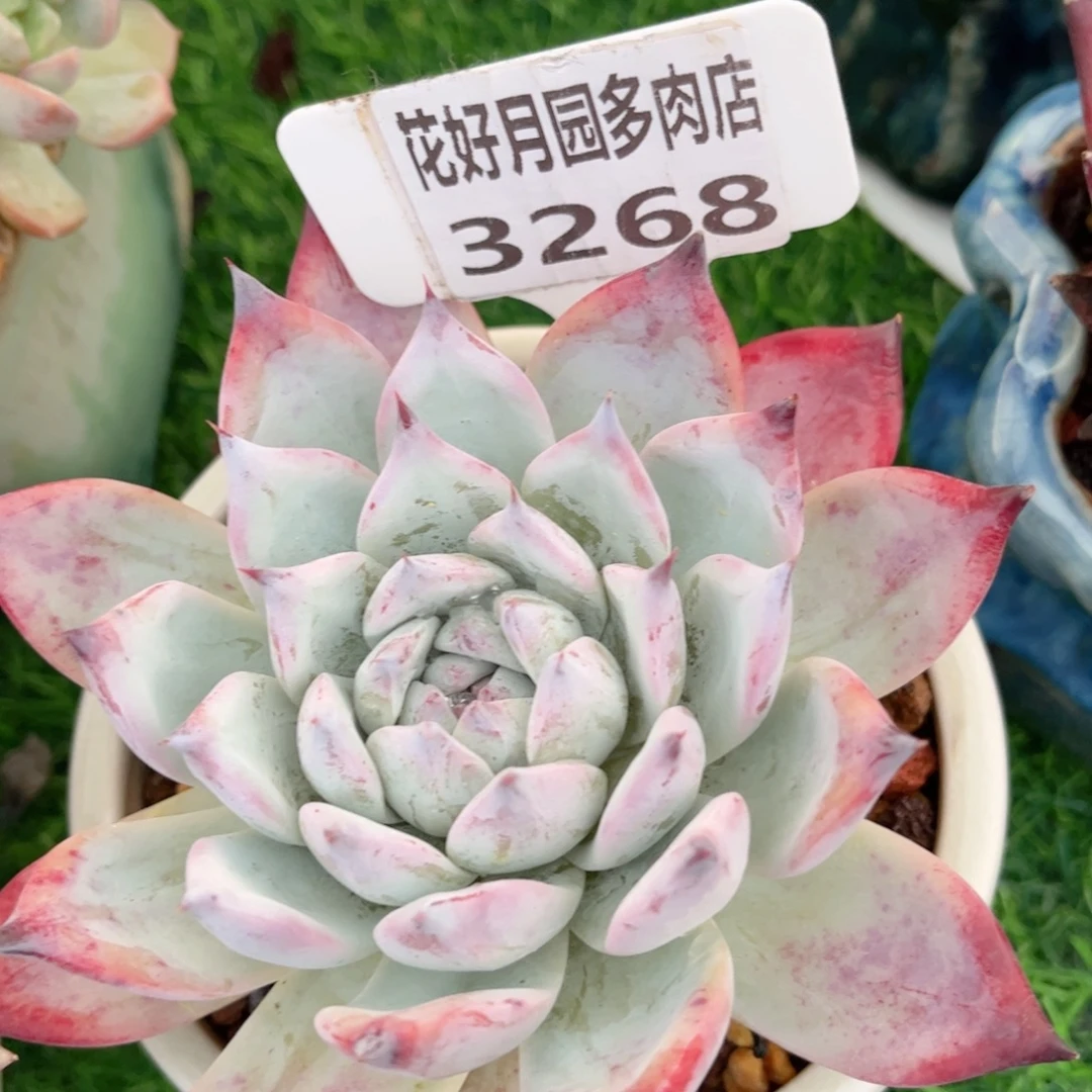 小***）多肉植物3268.不带盆