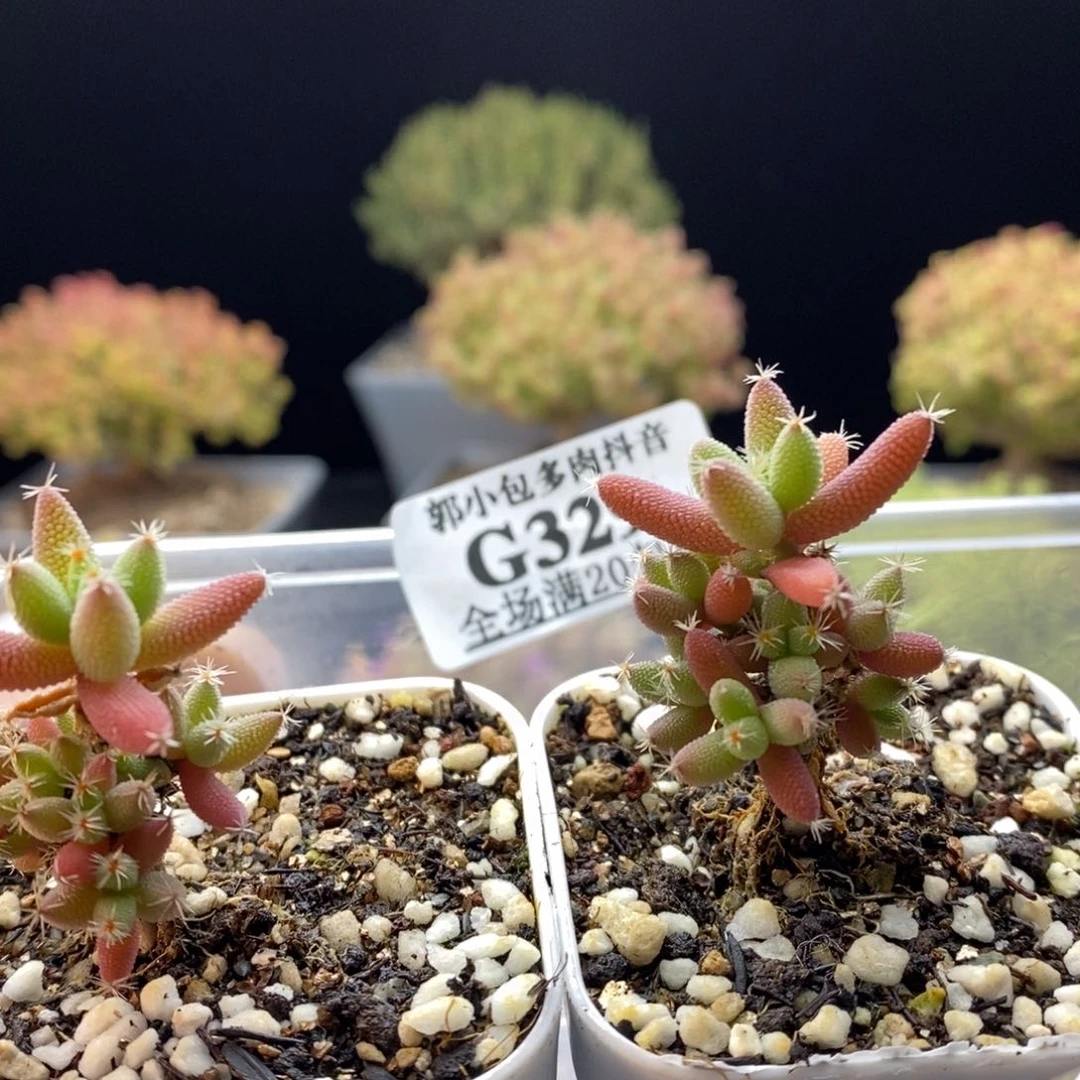 木*329实生玉米。