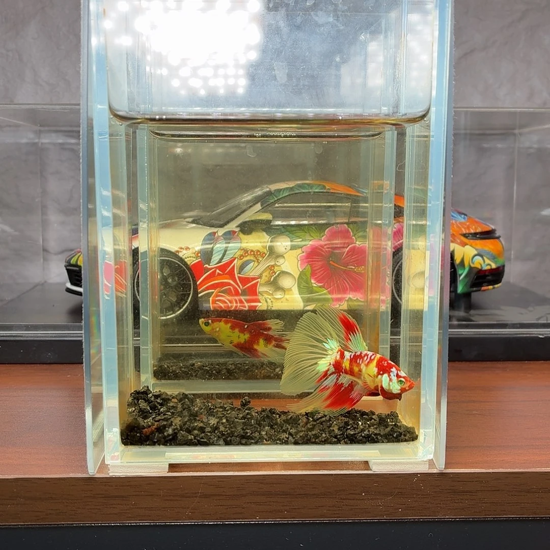 斗鱼彩金荧光半月