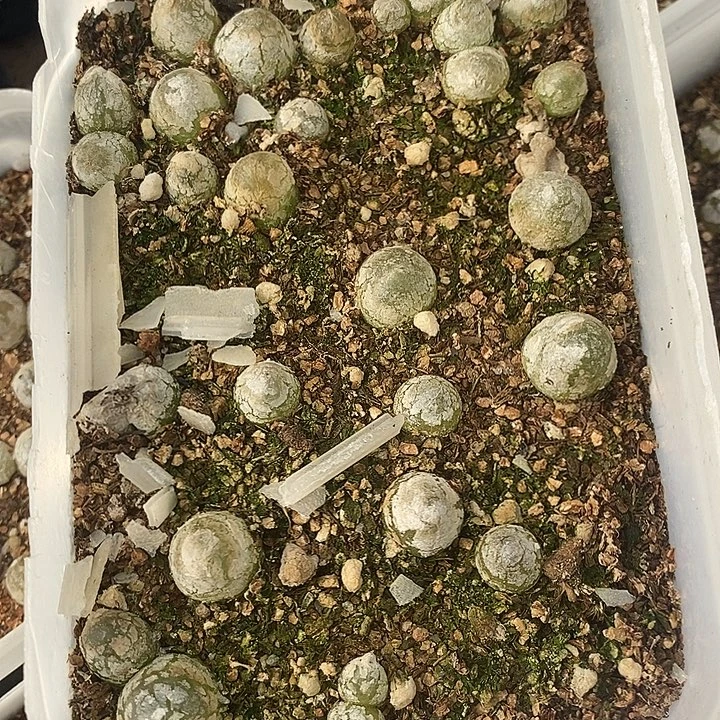 1628灯泡一盒。