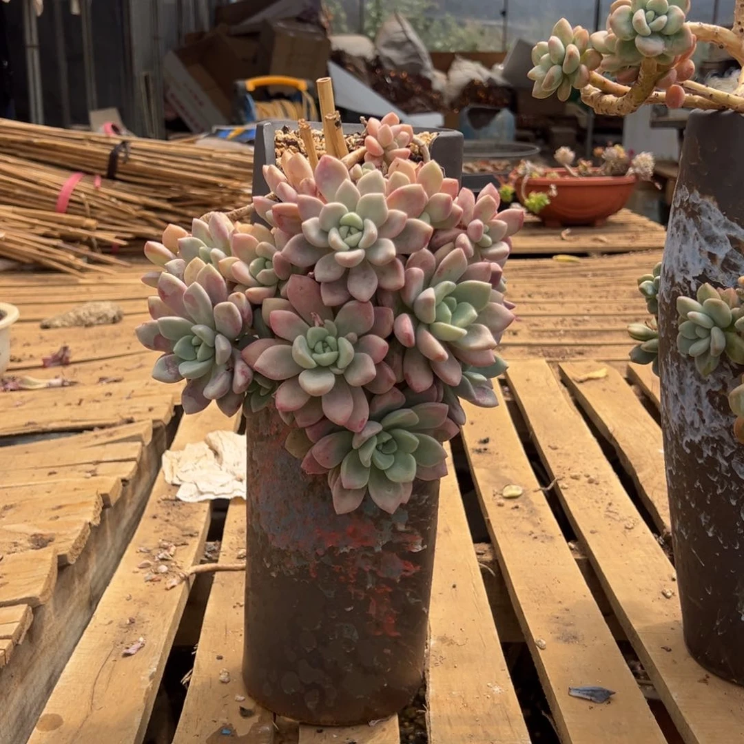 露养老桩花瓣露的盆加物流费