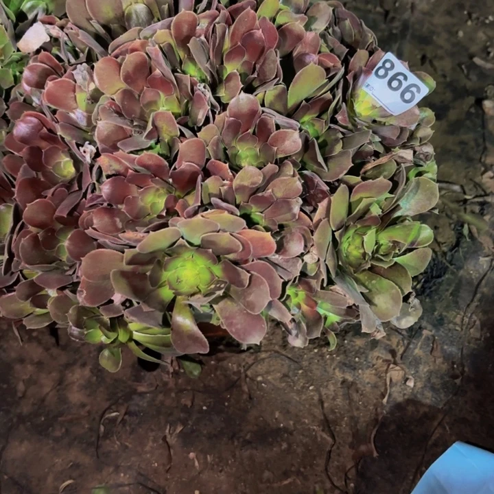 866邵修七彩多肉植物不售后
