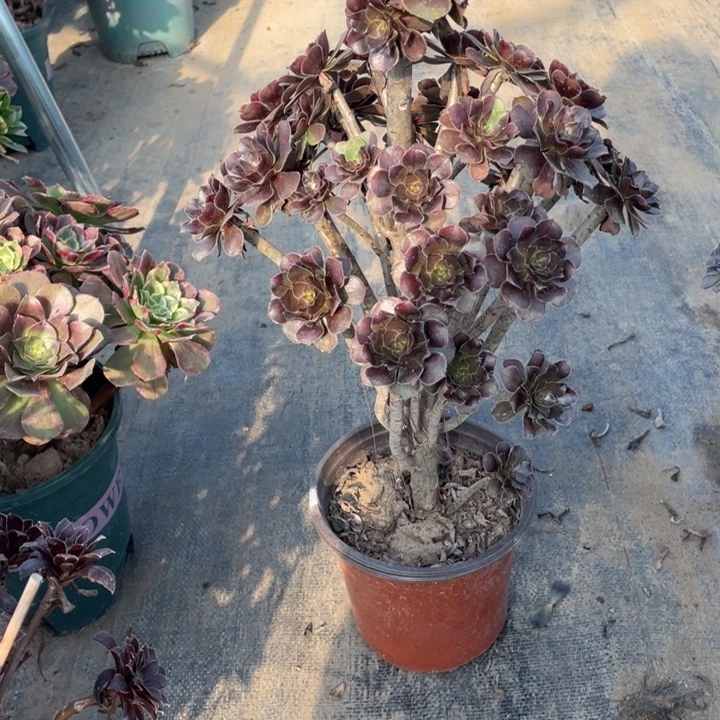 9灰法师多肉多肉植物多肉