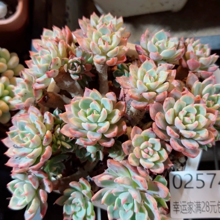 o***z幸运儿是一位非常