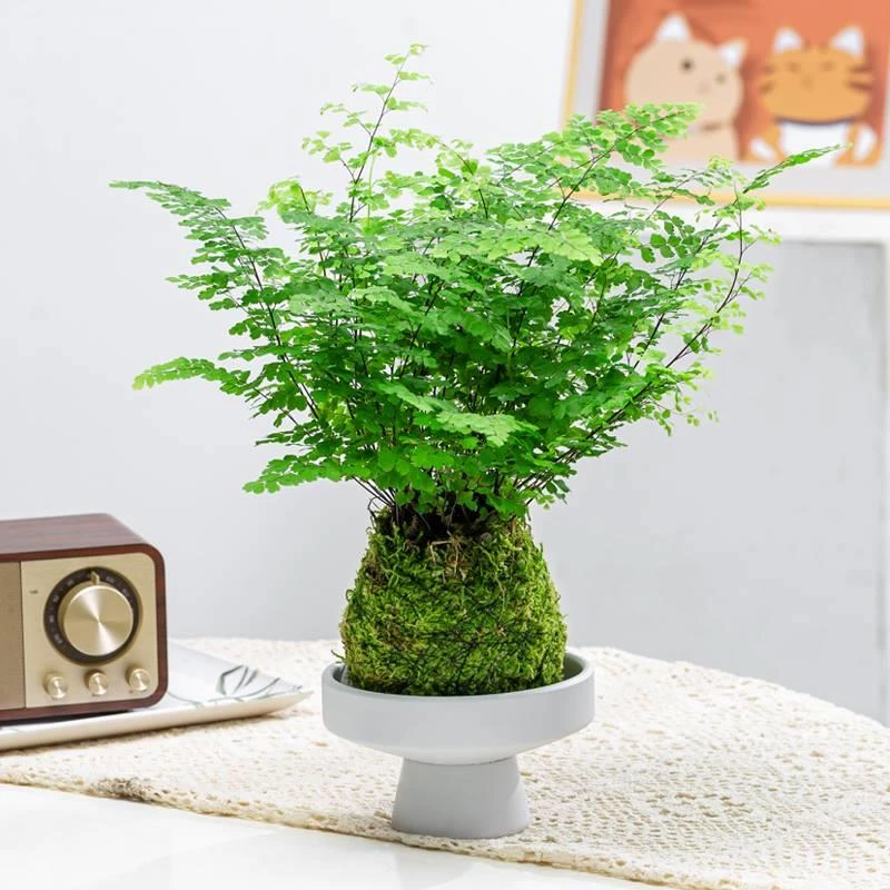 铁线蕨苔藓球水培盆栽室内净化空气蕨类植物办公室禅意绿植好养活