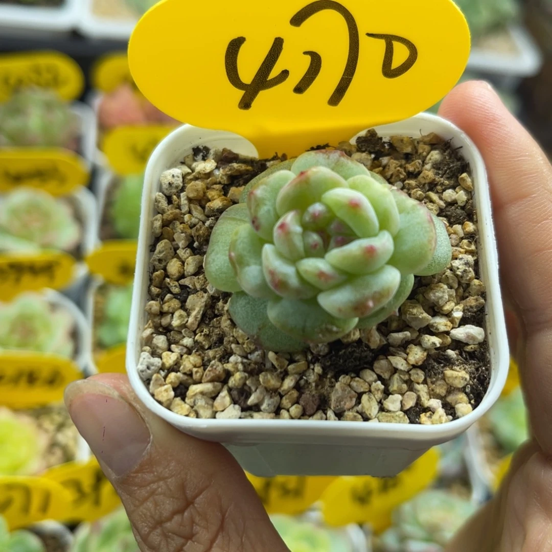 甜心石化锦4170可拍
