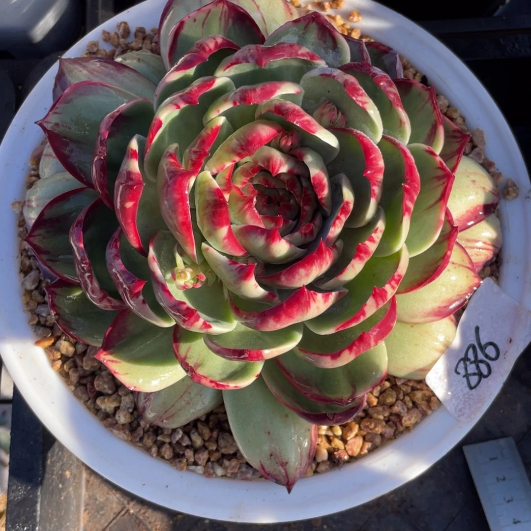 惊鸿仙子冠服20左右