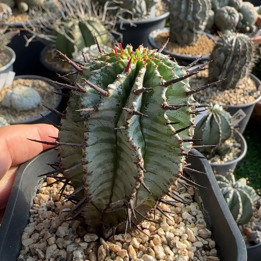 69脱土发 宇田斑马