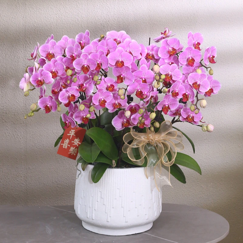 蝴蝶兰【粉宝宝】带花带盆组好婚礼伴手礼送礼茶桌客厅美化装饰