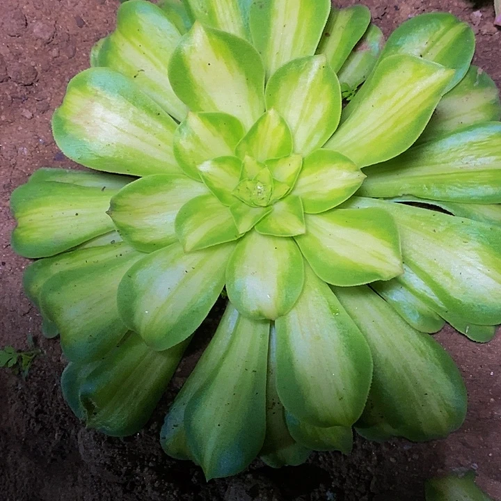 粉体韶华一圈侧芽