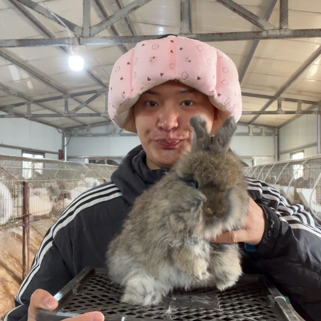 宠物兔英系安哥拉兔