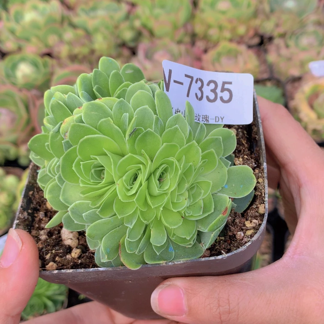 7335朵朵缀化多肉