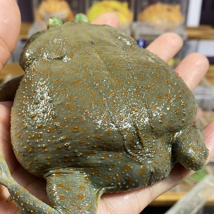 有***贝角蛙610大丑子角蛙